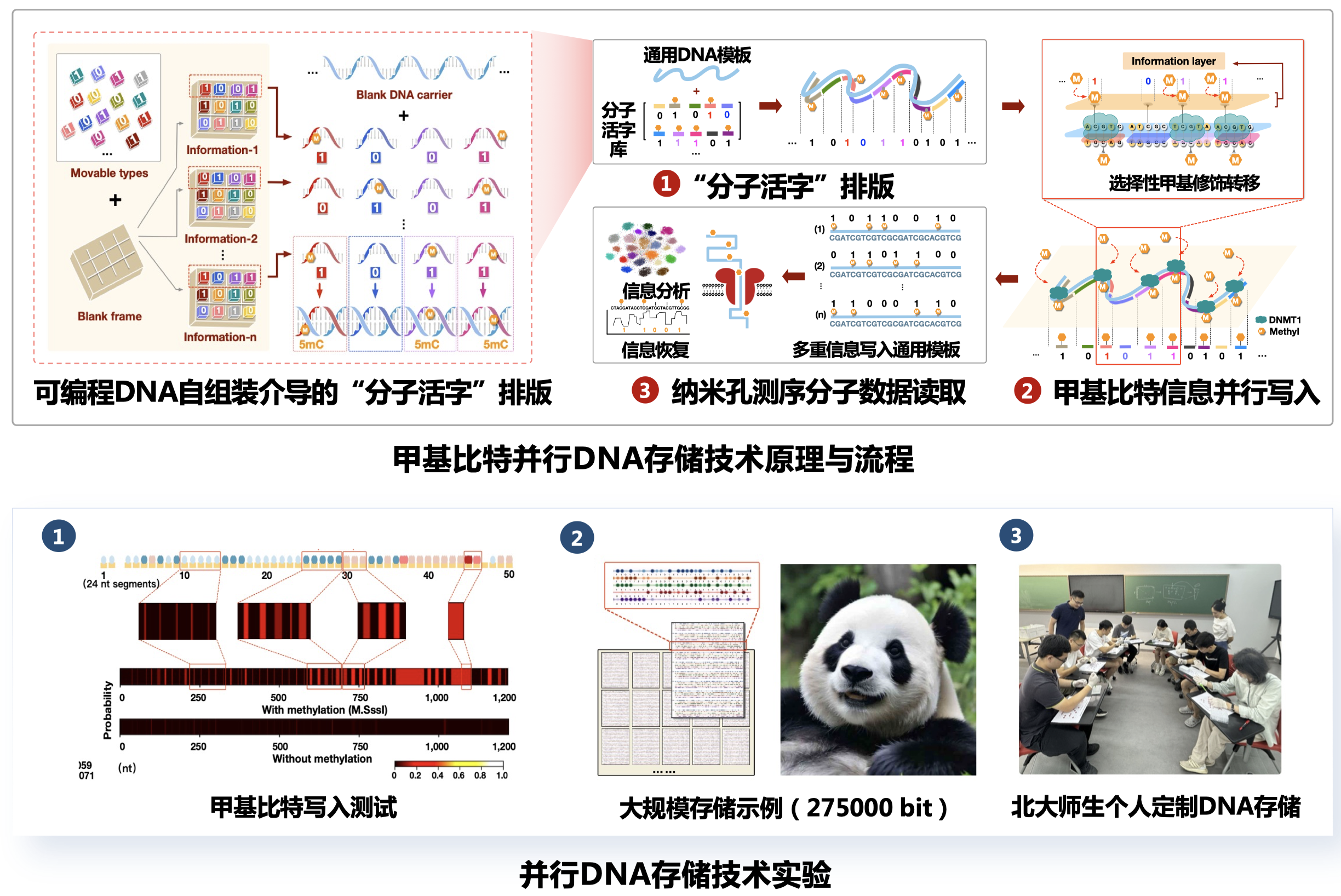基于并行写入策略的DNA存储方法
